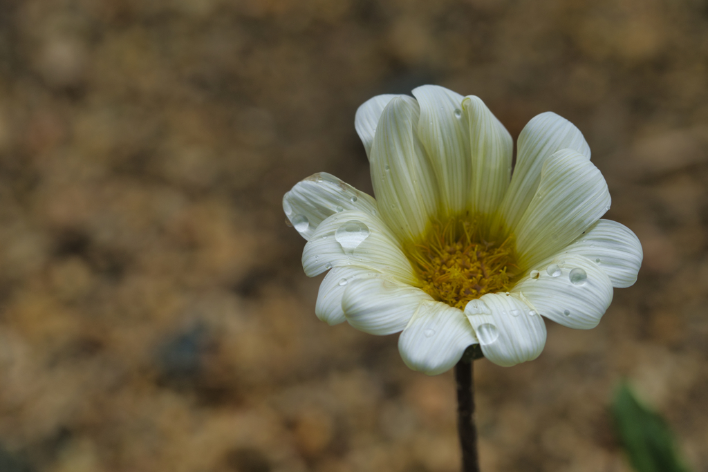 雫と花