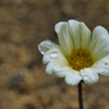 雫と花