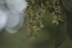 オリーブの花