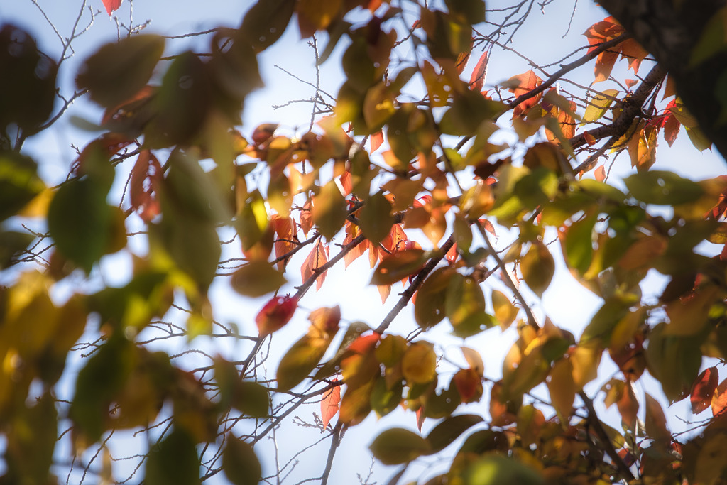 桜の樹　紅葉