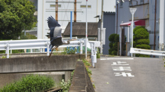 アオサギ