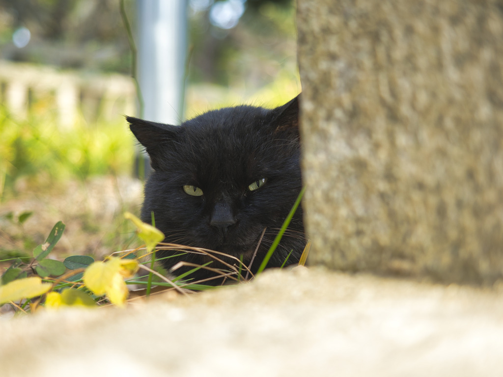 猫 (2)