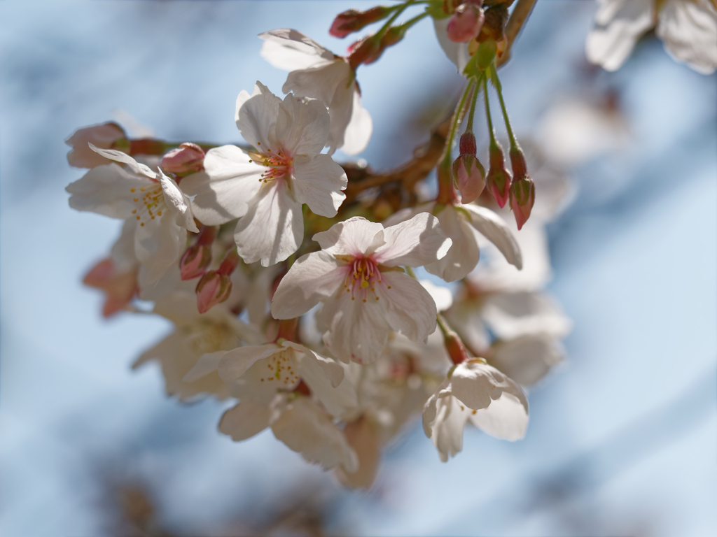 桜