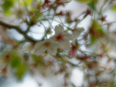 葉桜