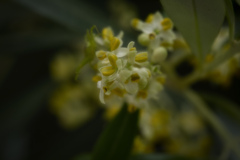 オリーブの花