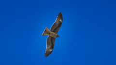 鳶が舞う