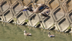 カモ