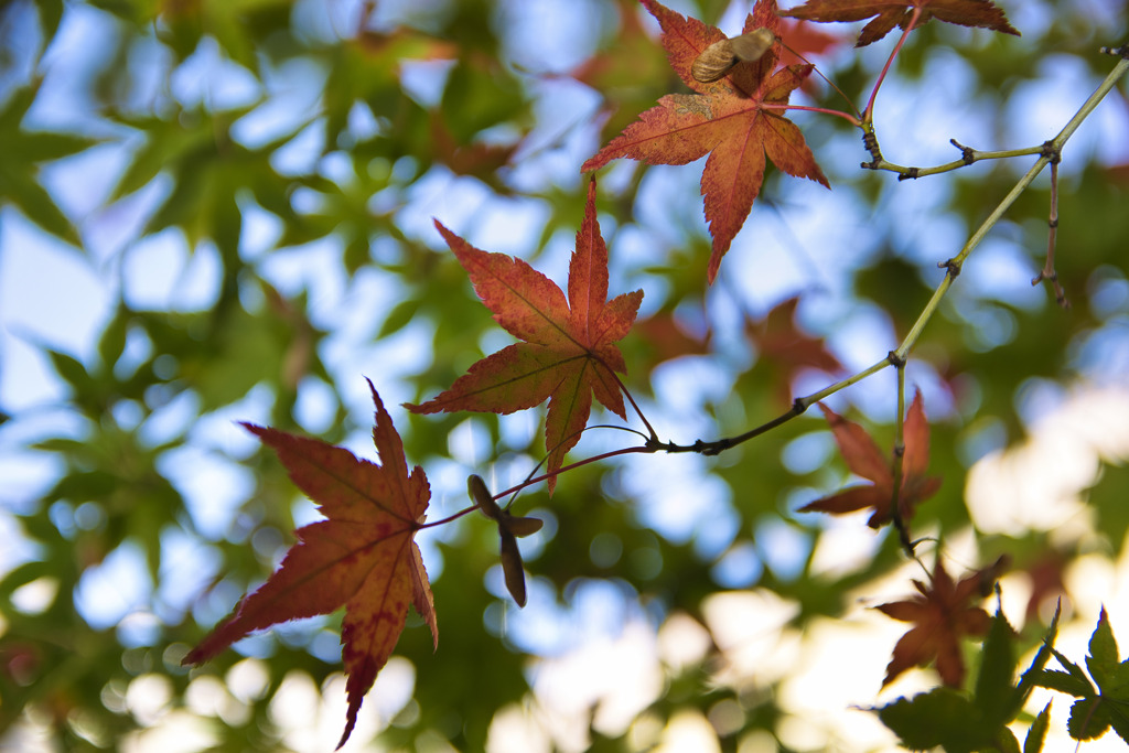 紅葉