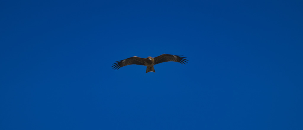 鳶