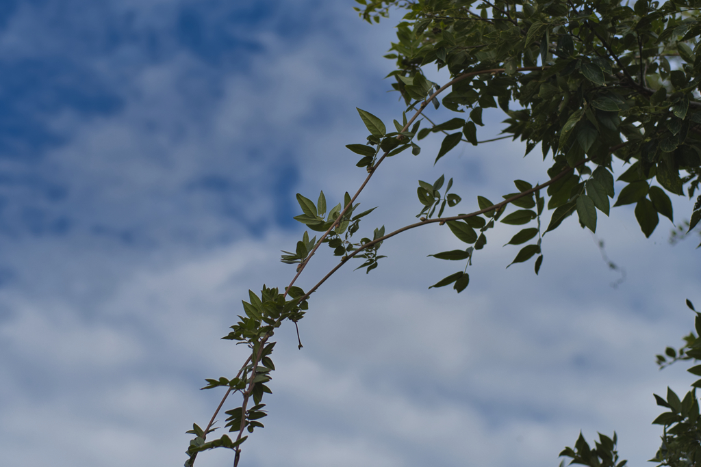 秋の空
