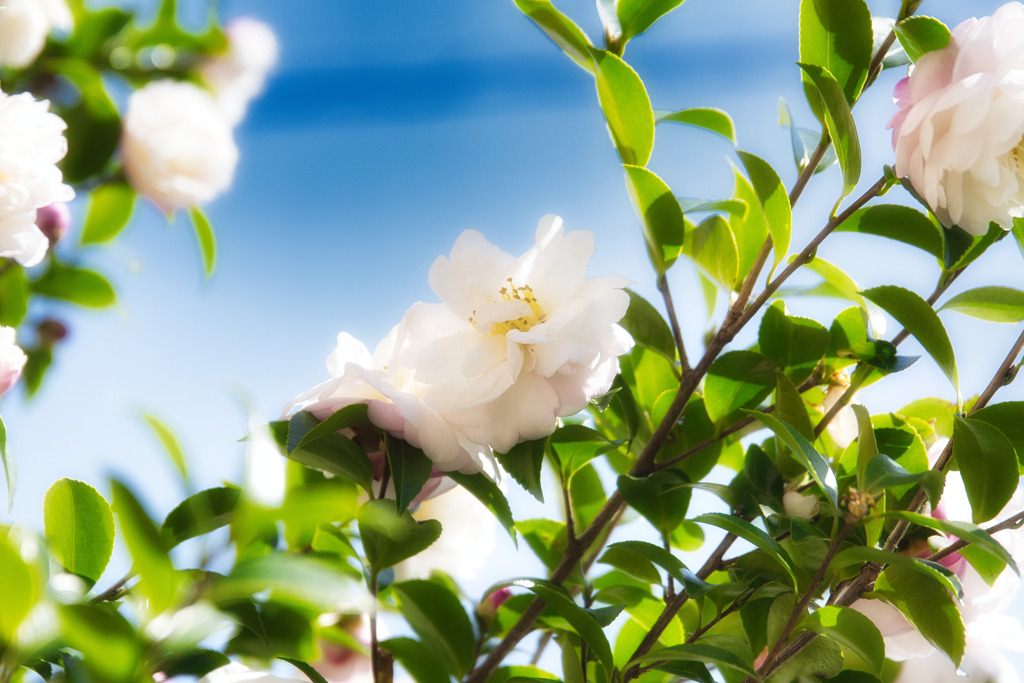 山茶花