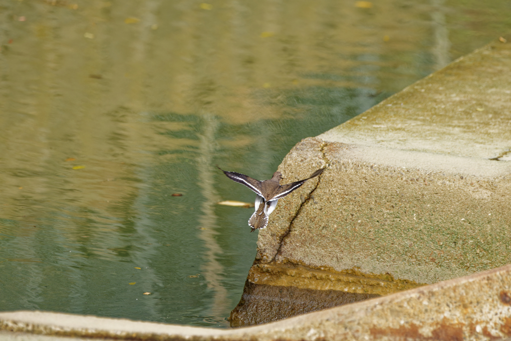 俺の背中を見ろ
