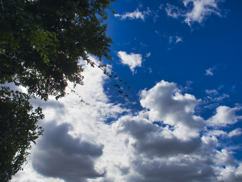 秋の空