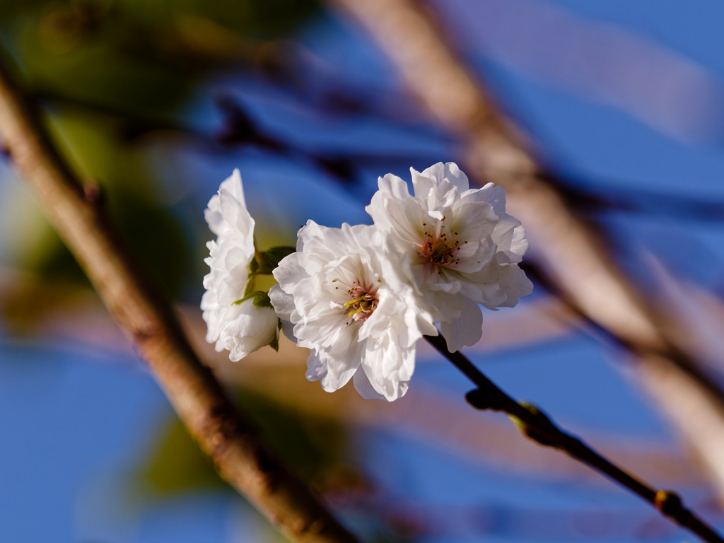 十月桜