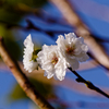 十月桜