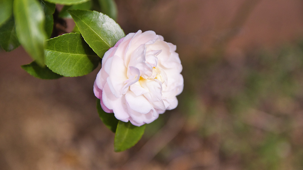 山茶花･･････かな？