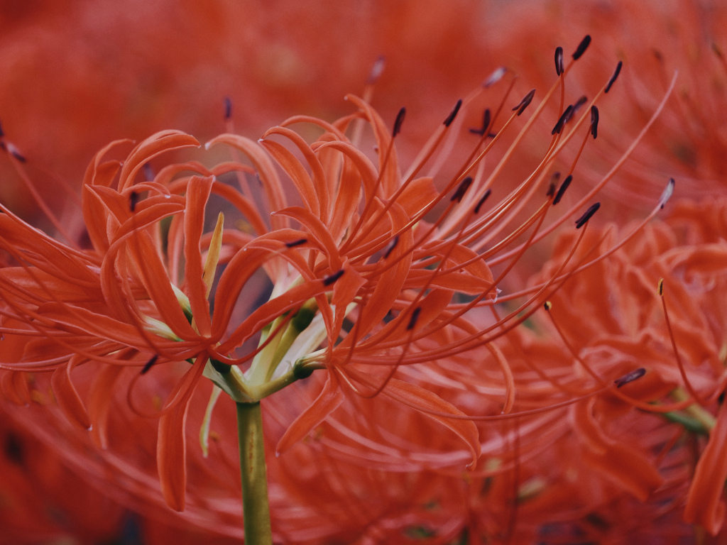 曼殊沙華