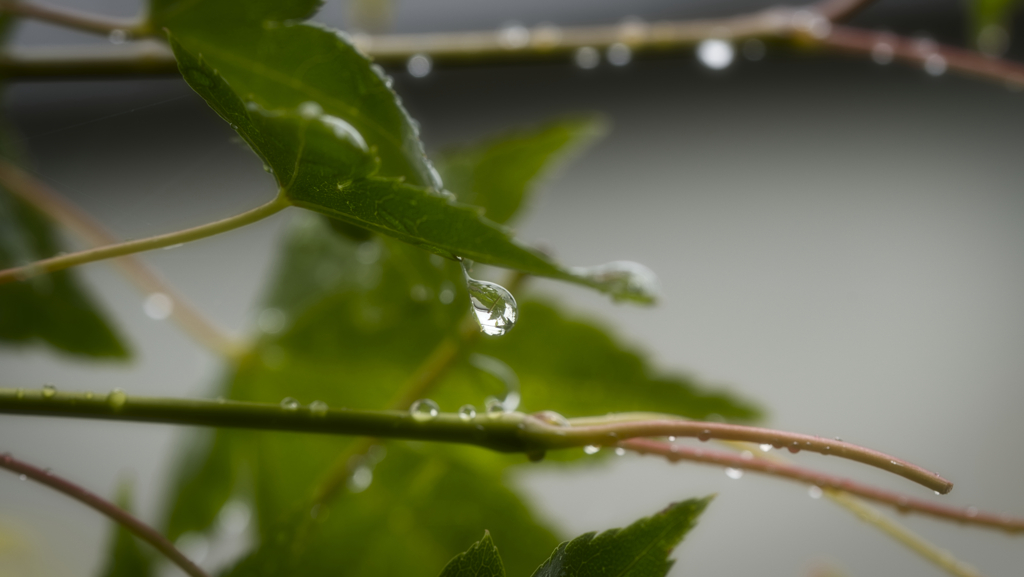 梅雨の止み間に