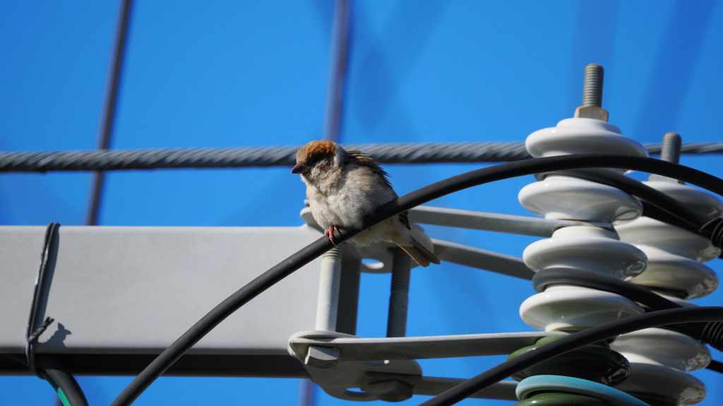 電線にスズメ