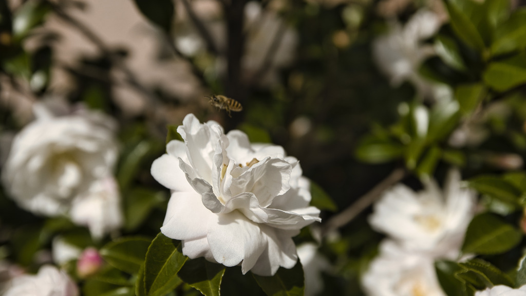 山茶花とミツバチ