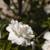 山茶花とミツバチ