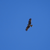 鳶が舞う