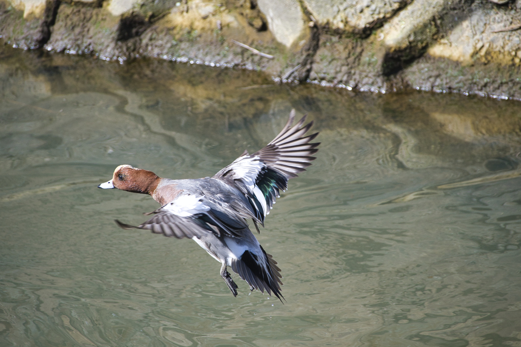 緋鳥鴨（ヒドリガモ）