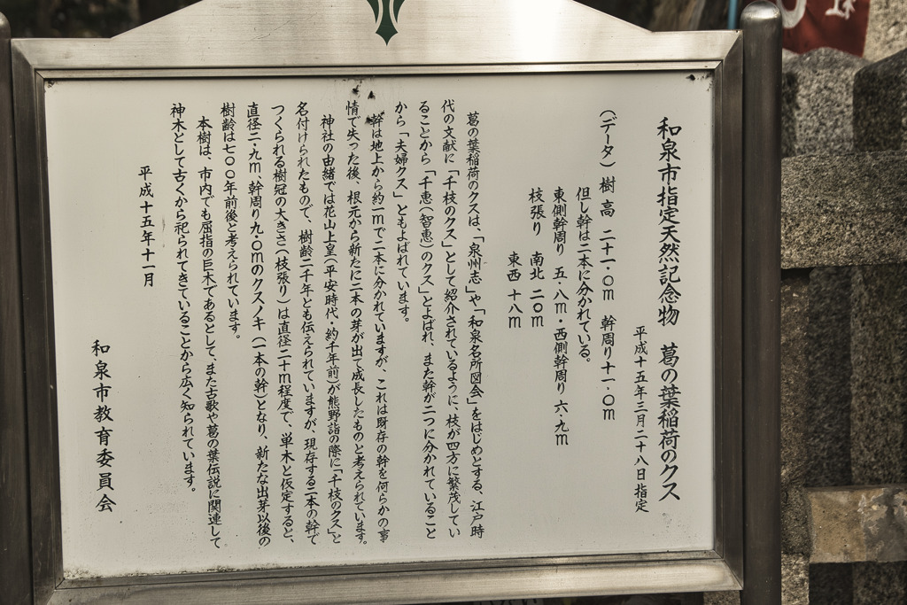 御神木 (1)