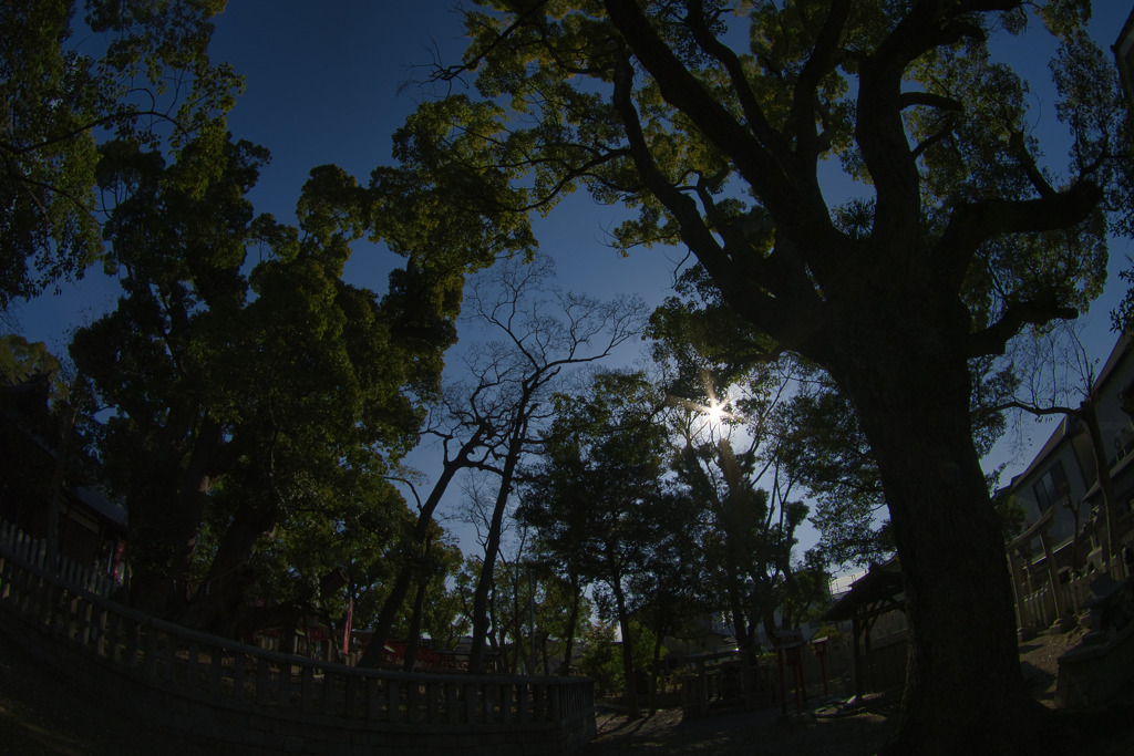 信太森葛葉稲荷神社