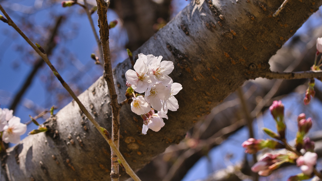 桜
