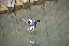 緋鳥鴨（ヒドリガモ）