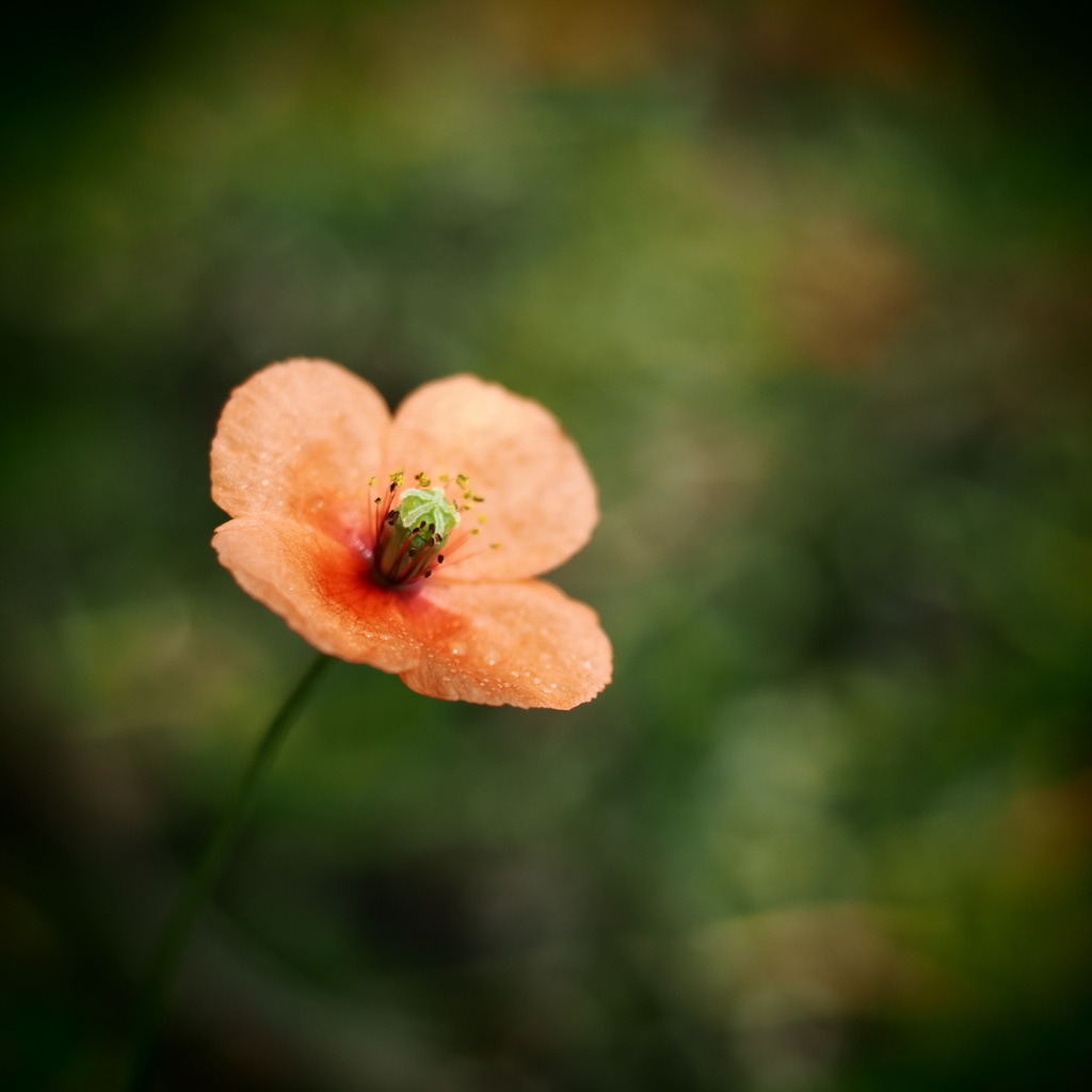 長実雛芥子