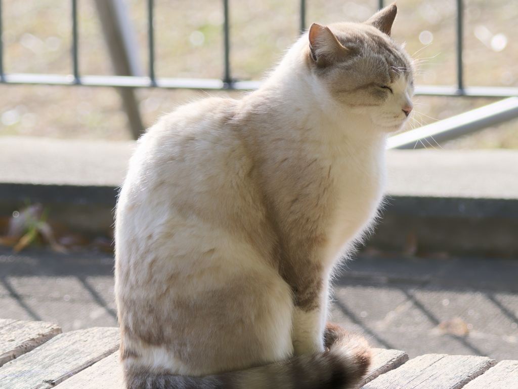 おすまし