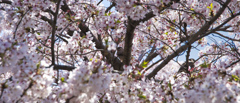 桜の中に鳥さん