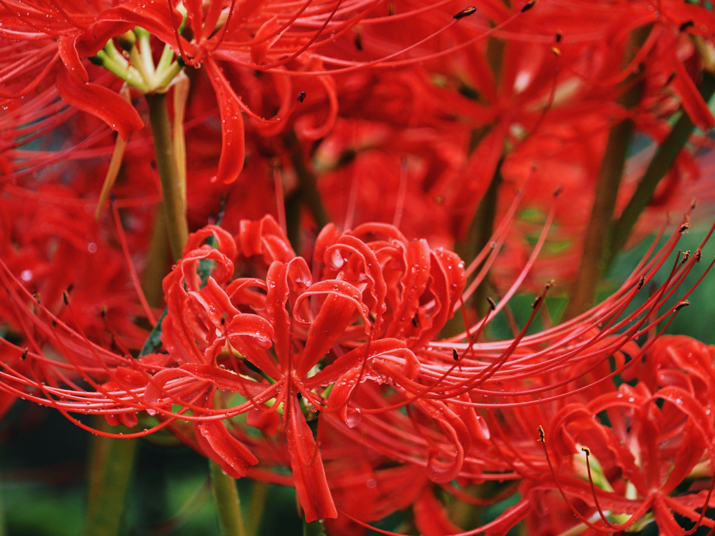 曼殊沙華