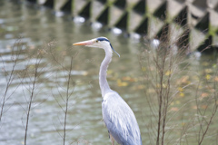 アオサギ
