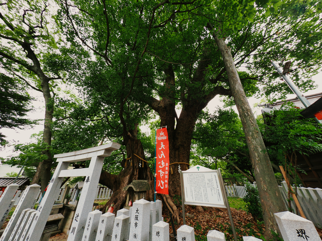 千枝の楠 - 楠大明神