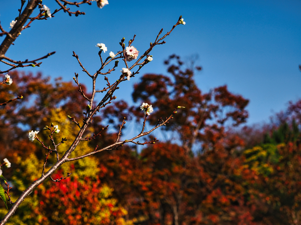 紅葉と桜