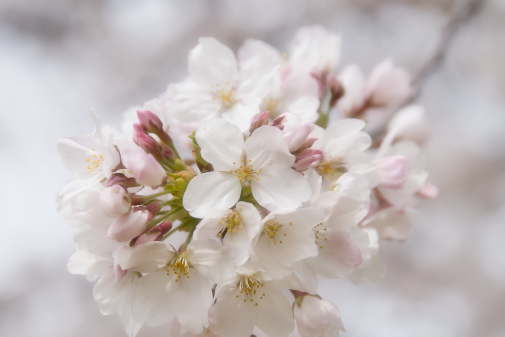 桜～満開～