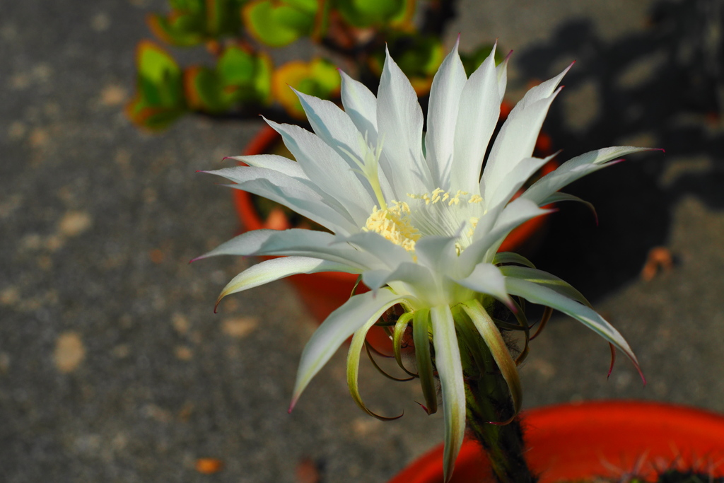 サボテンの花 