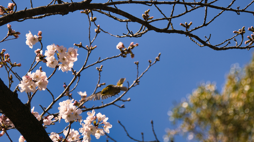 メジロ飛ぶ