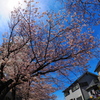 青空に咲く