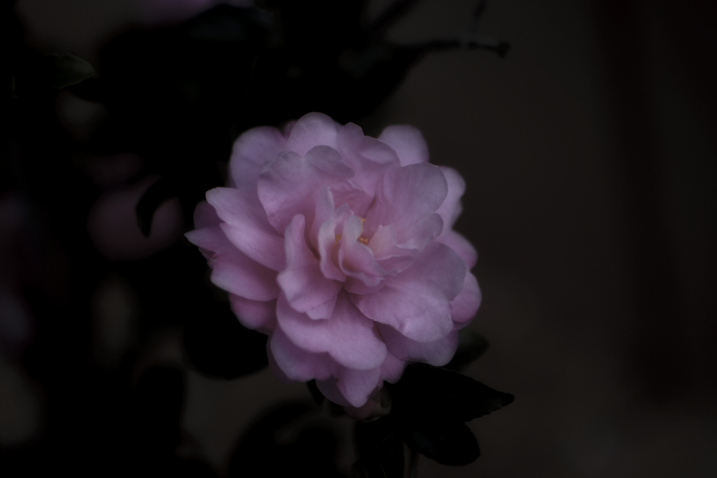 椿ではなく山茶花でした･･････