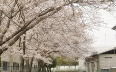 桜～満開～