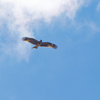 鳶が舞う