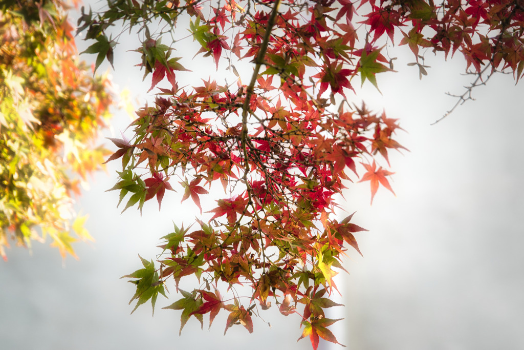 紅葉