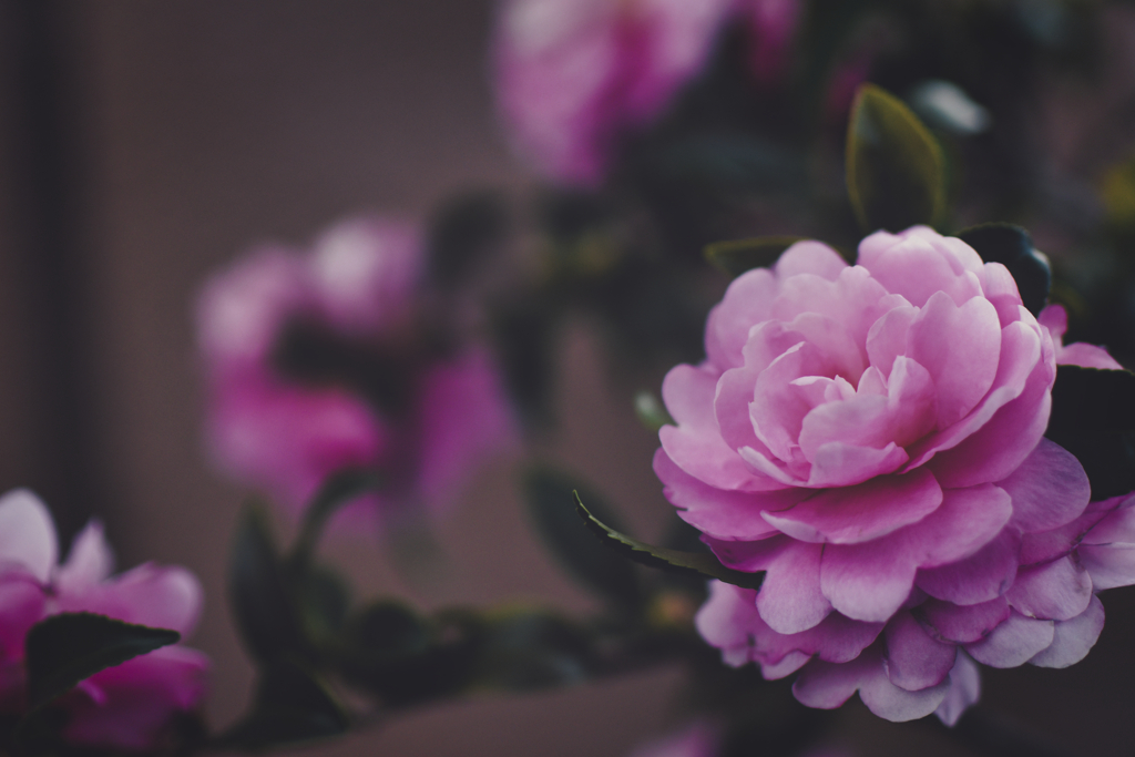 椿ではなく山茶花でした･･････
