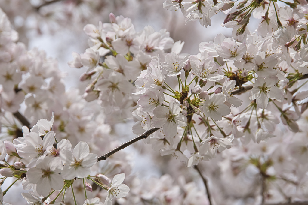 桜～満開～