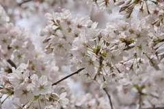 桜～満開～