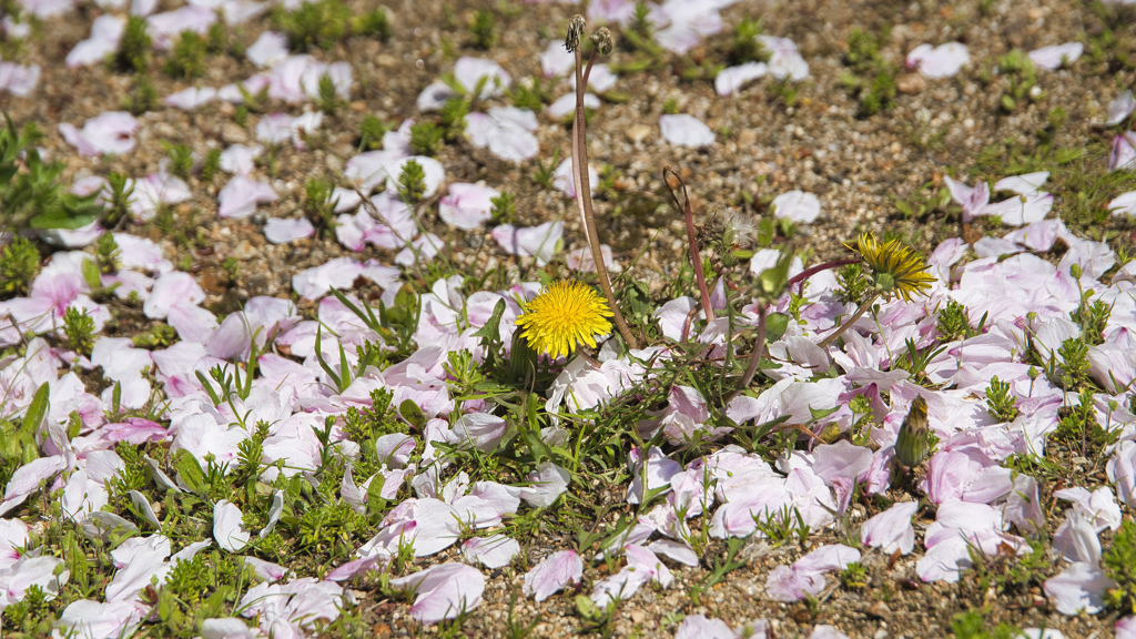 花びらとタンポポ